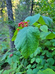 Viburnum lantanoides image
