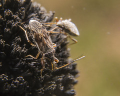 Ligyrocoris diffusus