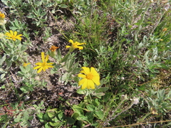 Heterotheca depressa