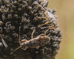 Ligyrocoris diffusus