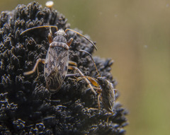 Ligyrocoris diffusus
