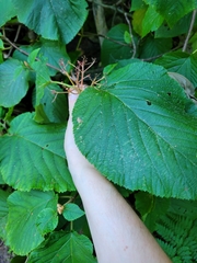 Viburnum lantanoides image