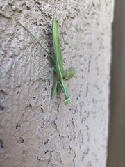 Stagmomantis limbata