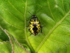 Zygogramma signatipennis