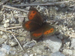 Erebia euryale