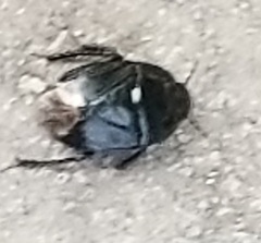 Pangaeus bilineatus
