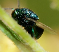 Perilampus hyalinus