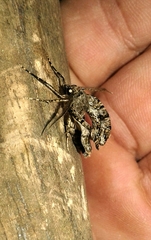 Peribatodes rhomboidaria