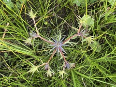 Eryngium ovinum