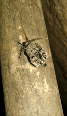 Peribatodes rhomboidaria