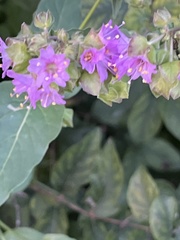 Mirabilis nyctaginea