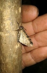 Peribatodes rhomboidaria