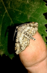 Peribatodes rhomboidaria
