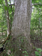 Fraxinus quadrangulata