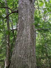 Fraxinus quadrangulata