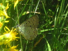 Lycaena tityrus