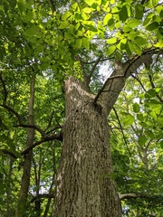 Fraxinus quadrangulata