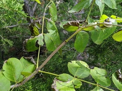 Fraxinus quadrangulata