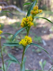 Solidago simplex