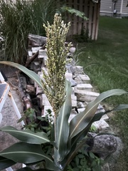 Sorghum