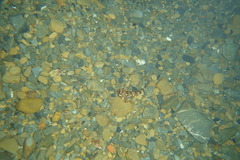 Bovichtus variegatus