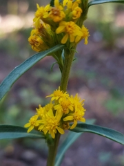 Solidago simplex