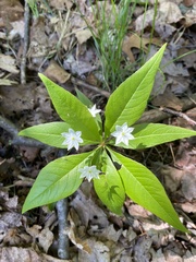 Lysimachia borealis