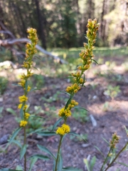 Solidago simplex