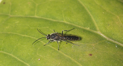 Elaphroptera