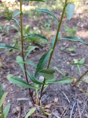 Solidago simplex