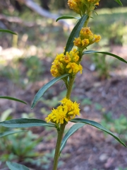 Solidago simplex