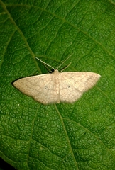 Scopula minorata