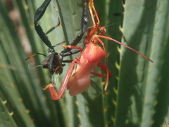Acanthocephala thomasi