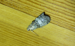 Pococera asperatella