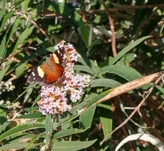 Vanessa itea
