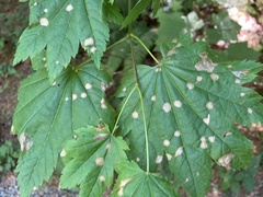Cristulariella depraedans