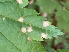 Cristulariella depraedans