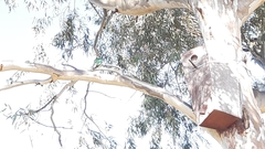 Barnardius zonarius barnardi