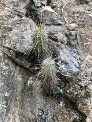 Echinocereus engelmannii fasciculatus