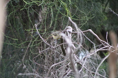 Acanthiza reguloides