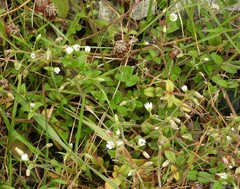 Cerastium fontanum