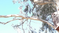 Barnardius zonarius barnardi