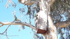 Barnardius zonarius barnardi