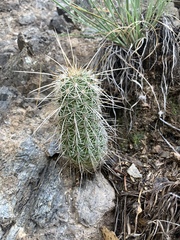 Echinocereus engelmannii fasciculatus