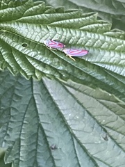 Graphocephala coccinea