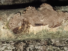 Hymenochaete curtisii