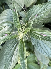 Graphocephala coccinea