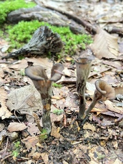 Craterellus fallax