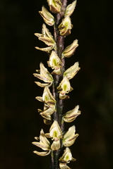 Prasophyllum elatum