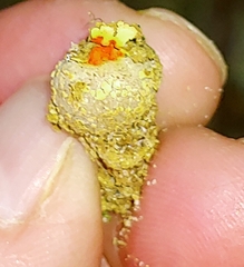Calostoma ravenelii